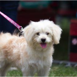 Pet Food Institute Warns Against Plying Pooches with Snacks