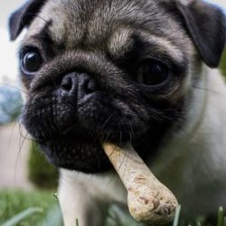 Barking up a new tree: How pet food is more like what owners eat Barking up a new tree: How pet food is more like what owners eat