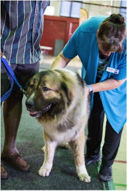  The massive Kuakasischer Ovtcharka, commonly known as a Caucasian Shepherd, made a guest appearance at the Woodbrook Youth Facility in Port of Spain in Trinidad & Tobago on June 26 as part of The Independent Kennel Club -Trinidad and Tobago 2016 All Breed Championship Show. The showcase was sponsored by The Pet Food Institute-Caribbean, a non-profit organisation that promotes initiatives to advance pet nutrition and the overall quality of pet food in The Bahamas, Trinidad & Tobago, Turks and Caicos and Jamaica.