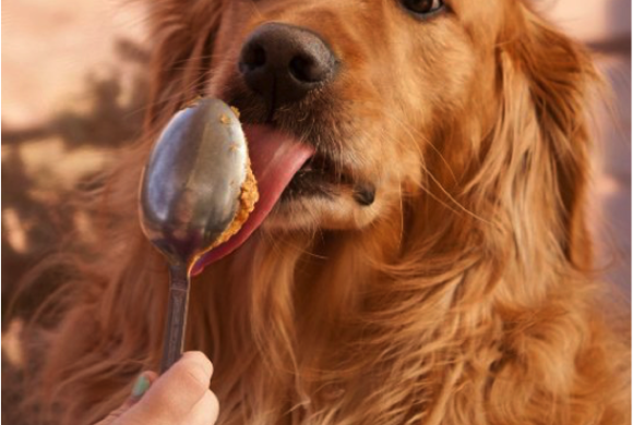 PFI Warns Local Pet Owners to Know Ingredient That Could Make Peanut Butter Deadly For Your Dog